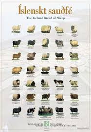 Istex Léttlopi - Table Depicting Sheep Yarn